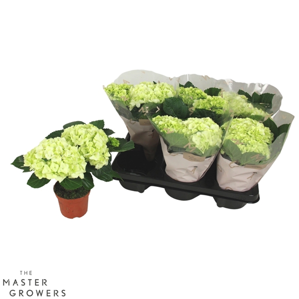 <h4>Hydrangea macr. Wit 10cm 2kop</h4>