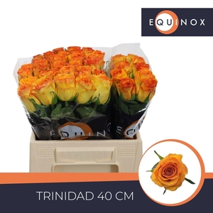 R GR TRINIDAD
