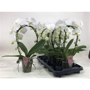 Phal An Glasgow Bow 2 Branches 16+