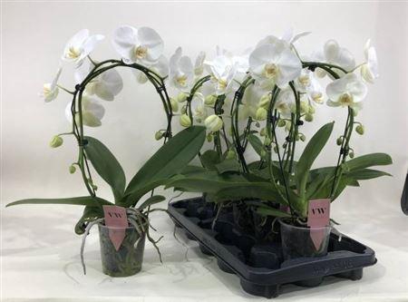 <h4>Phal An Glasgow Bow 2 Branches 16+</h4>