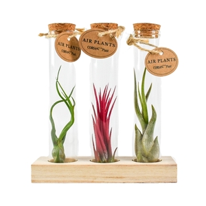 Tillandsia glas kurk buisje small set