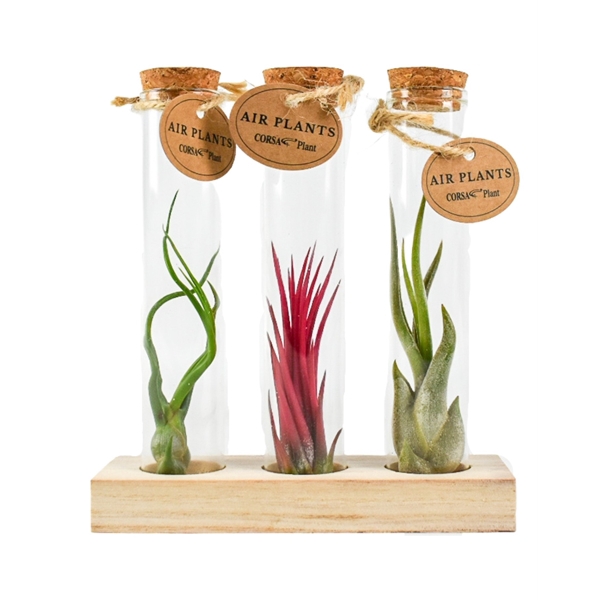 <h4>Tillandsia glas kurk buisje small set</h4>