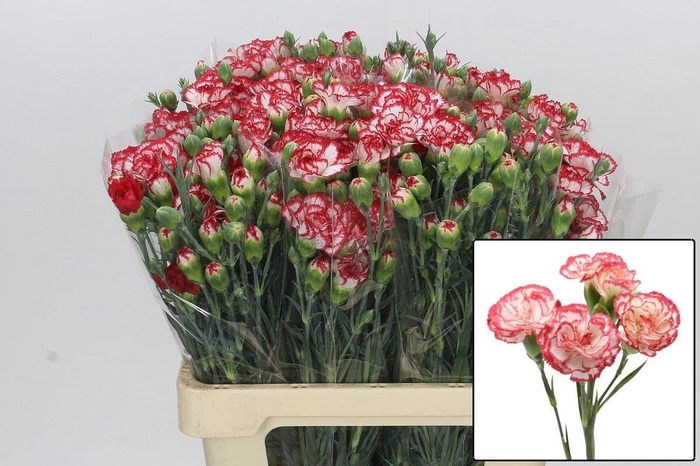 <h4>DI TR MINUETTO</h4>