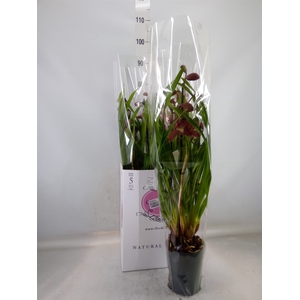 Cymbidium   ...
