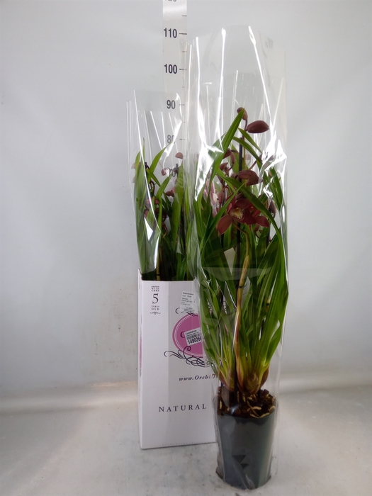 <h4>Cymbidium   ...</h4>