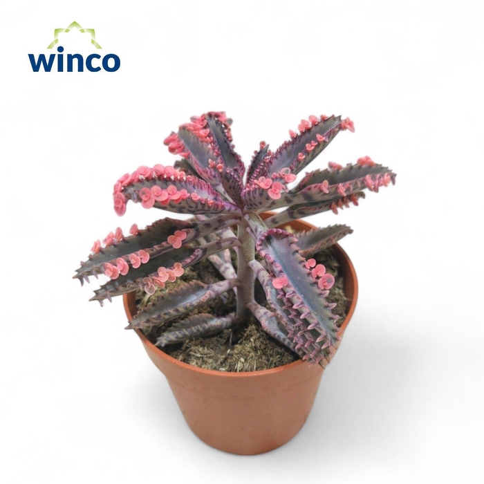 <h4>Kalanchoe Pink Butterfly (single)</h4>