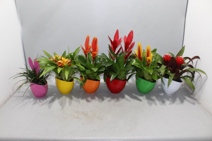 <h4>Coupe Borabora gemengd 1</h4>