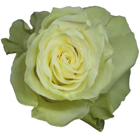 <h4>R Gr Mondial White 50cm EC</h4>