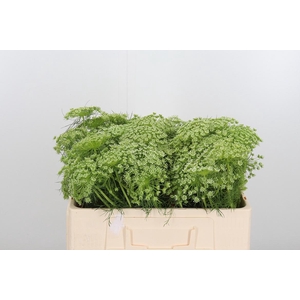 Ammi Majus Visnaga