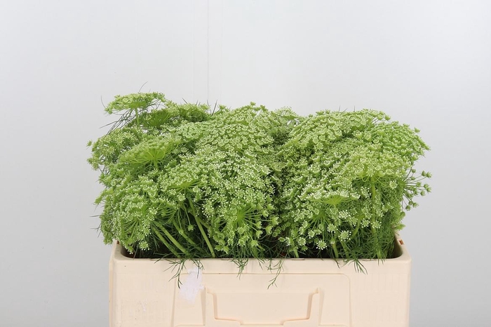 <h4>Ammi Majus Visnaga</h4>