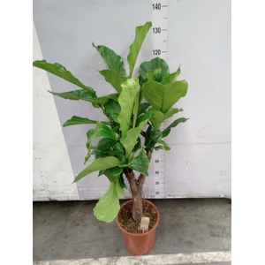 Ficus lyrata