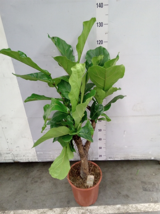 <h4>Ficus lyrata</h4>