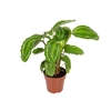 CALATHEA PEACOCK GREEN P17