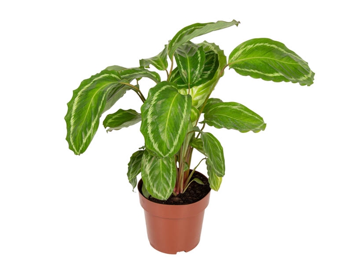 CALATHEA PEACOCK GREEN P17