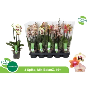PHAL GEM
