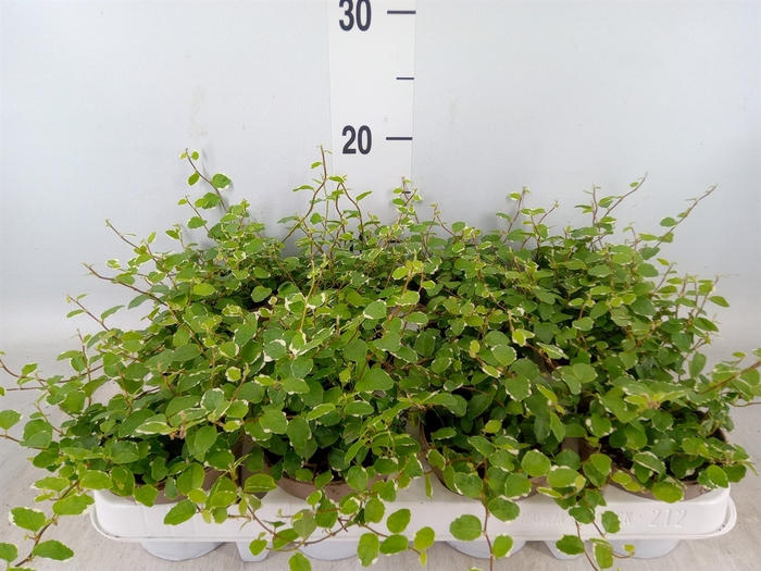 <h4>Ficus pumila 'White Sunny'</h4>