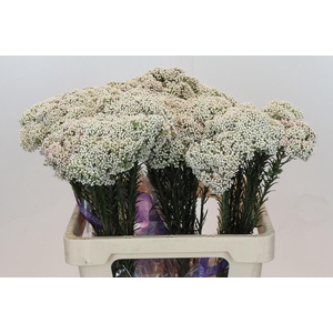 OZOTH COOKS SNOW WHI