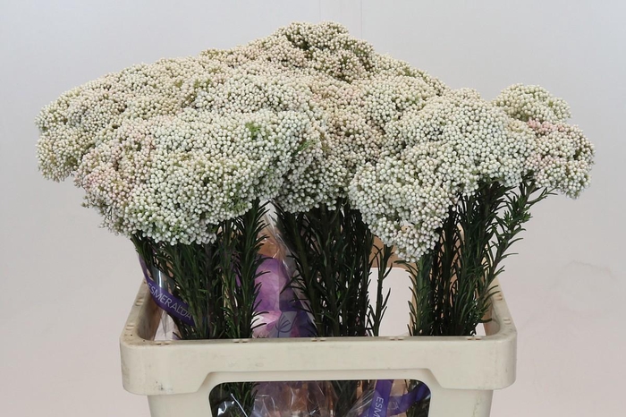 <h4>OZOTH COOKS SNOW WHI</h4>