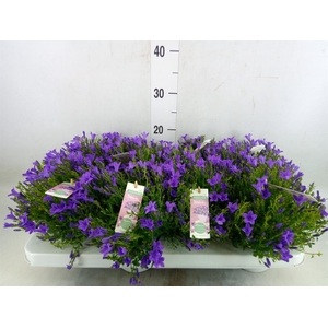 Campanula porten. 'Ambella In Prpl'