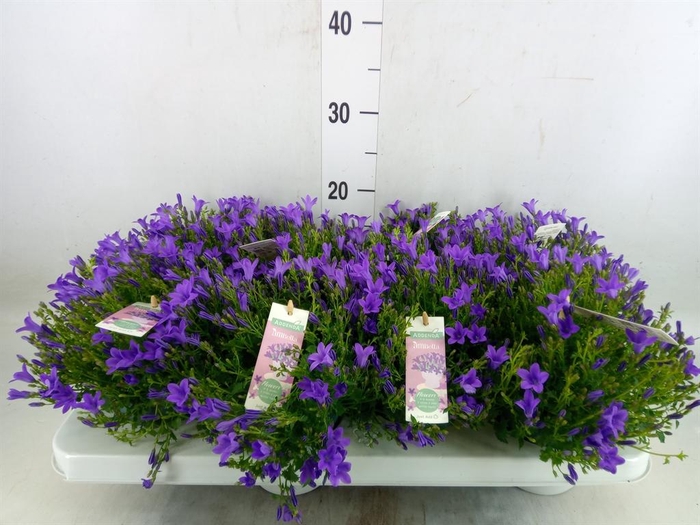 <h4>Campanula porten. 'Ambella In Prpl'</h4>