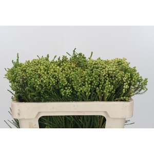 Kaaps Groen Lanuginosa
