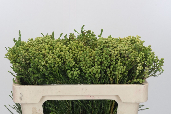 Kaaps Groen Lanuginosa