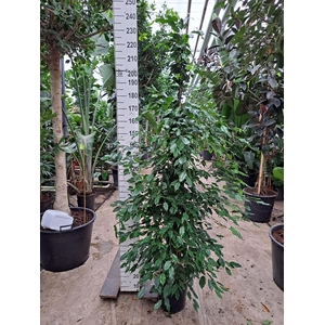 Ficus benja. 'Exotica'
