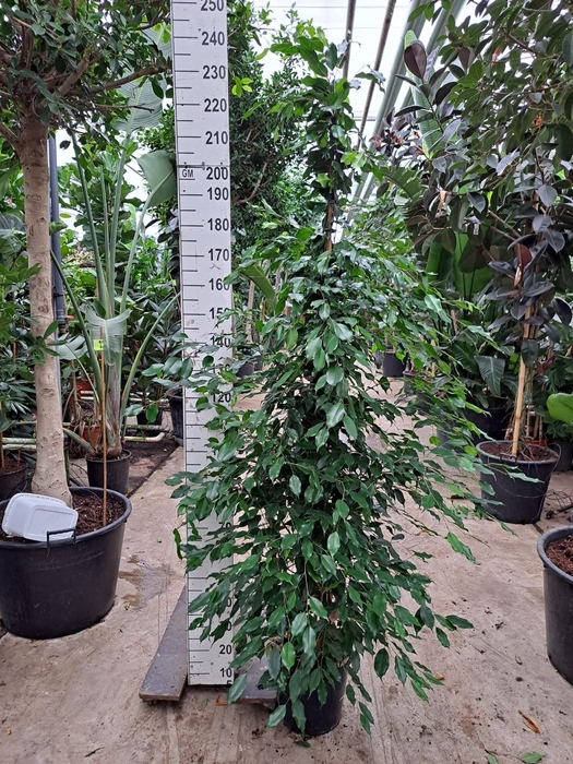 <h4>Ficus benja. 'Exotica'</h4>