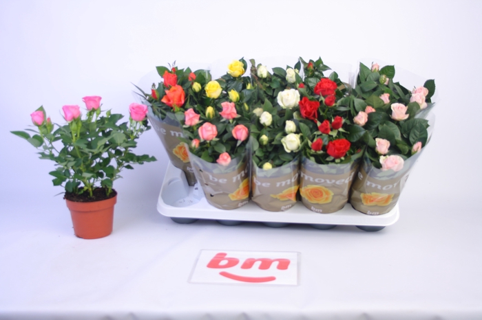 <h4>RO B MONDE GEM 6 SRT</h4>