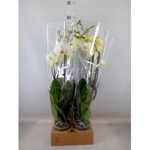 Phalaenopsis   ...white