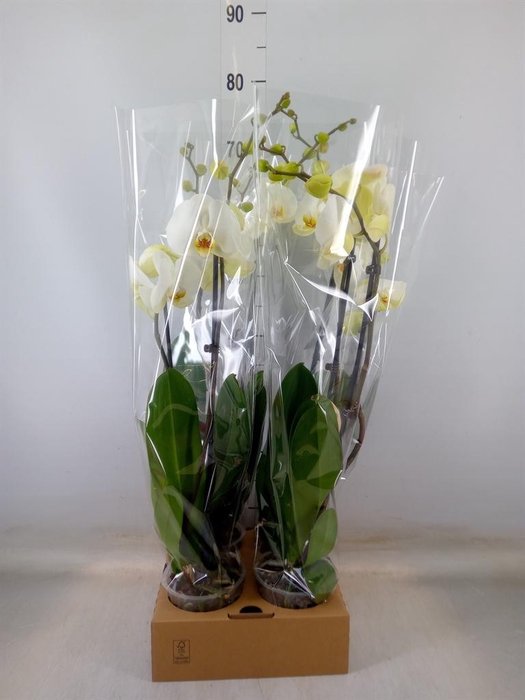 <h4>Phalaenopsis   ...white</h4>