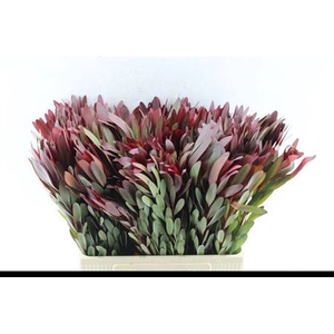Leucad Saf Sunset 60 Cm
