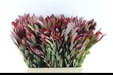 <h4>Leucad Saf Sunset 60 Cm</h4>