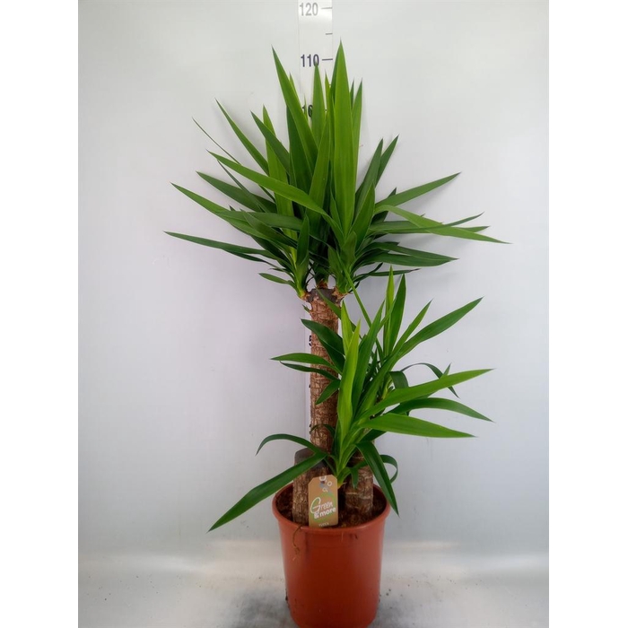 <h4>Yucca elephantipes   ...</h4>