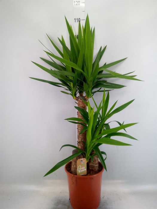Yucca elephantipes   ...