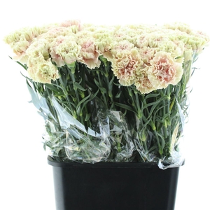 Di St Cappuccino X 160