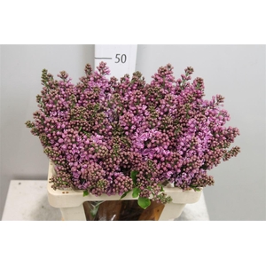 Syr V Dark Koster 4+