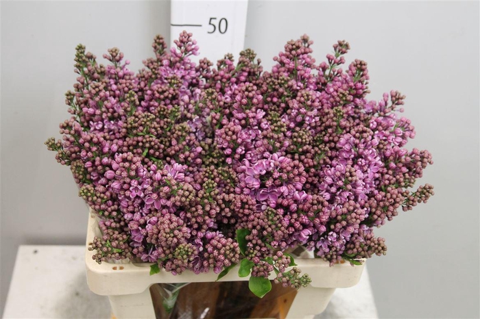 <h4>Syr V Dark Koster 4+</h4>