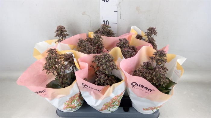 <h4>Kalanchoe  'WildFlow Surp Canyon'</h4>