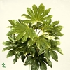 Fatsia japonica 'Variegata'