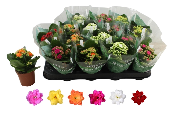 <h4>KAL GE RO GEM 6 KL</h4>