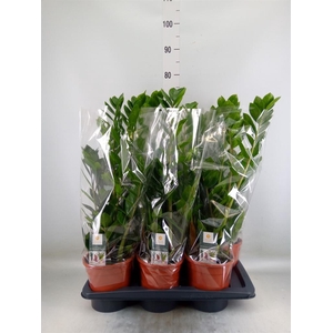 Zamioculcas zamiifolia