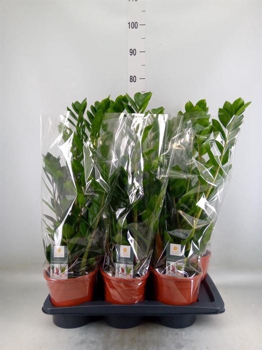 <h4>Zamioculcas zamiifolia</h4>