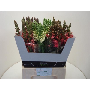ANTIRRHINUM MIX
