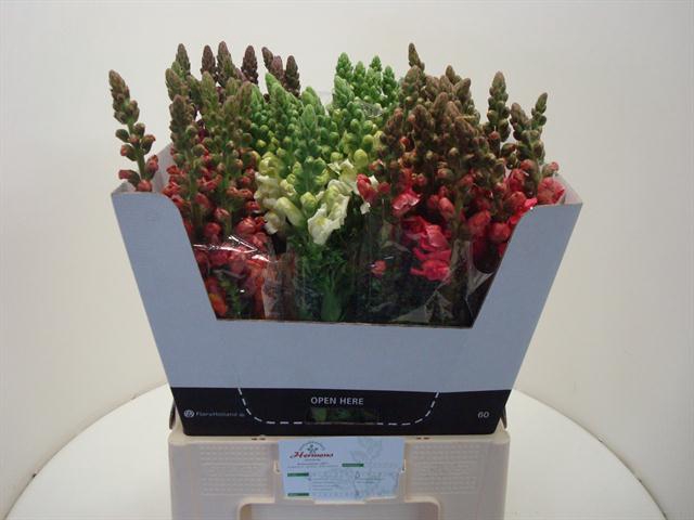 ANTIRRHINUM MIX