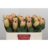 Protea Grandicolor