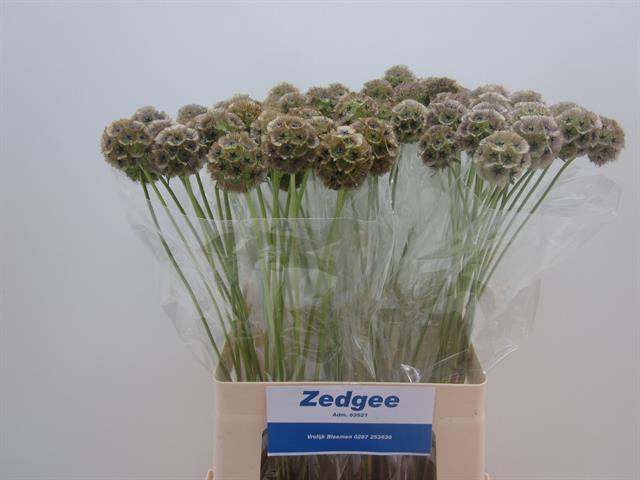 <h4>SCABIOSA STELLATA ZD</h4>