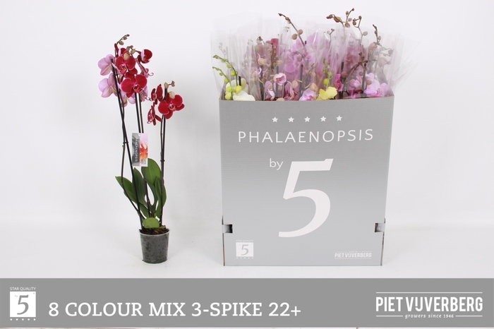 <h4>PHAL GEM 8 KL</h4>