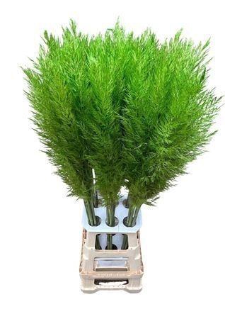 <h4>SNIJBLOEMEN KLB H%</h4>