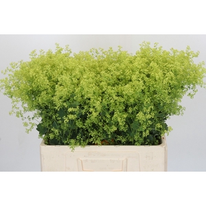 Alchemilla Mollis Robustica